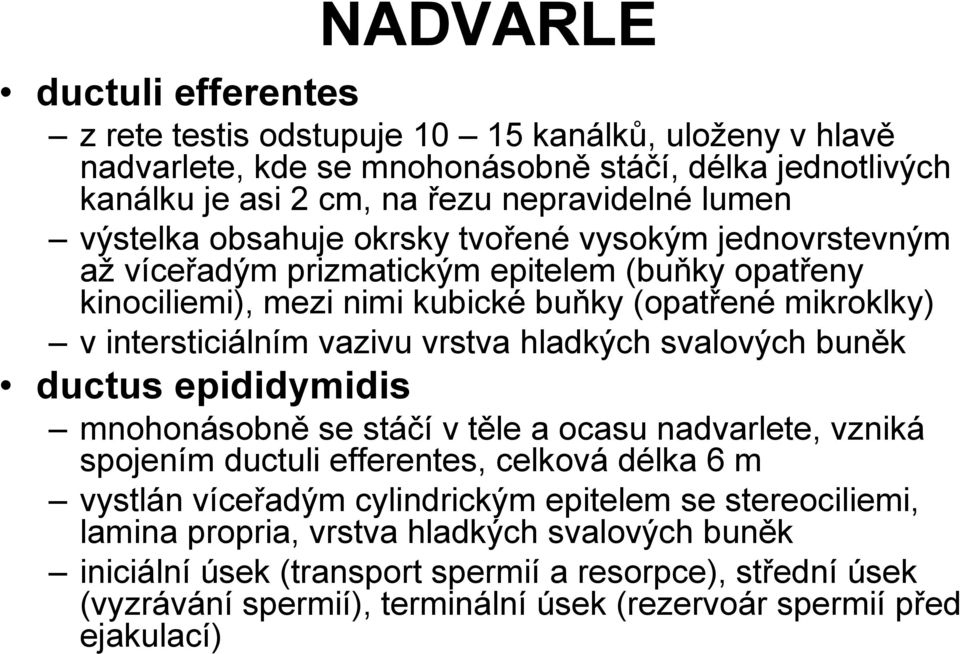 vrstva hladkých svalových buněk ductus epididymidis mnohonásobně se stáčí v těle a ocasu nadvarlete, vzniká spojením ductuli efferentes, celková délka 6 m vystlán víceřadým cylindrickým