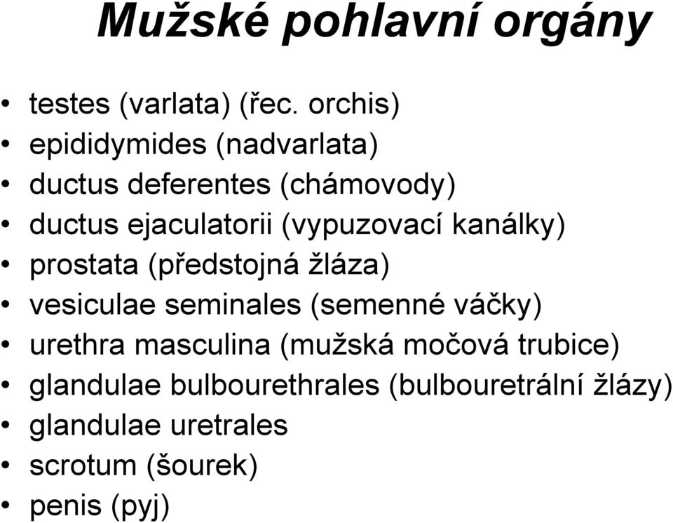 (vypuzovací kanálky) prostata (předstojná žláza) vesiculae seminales (semenné váčky)