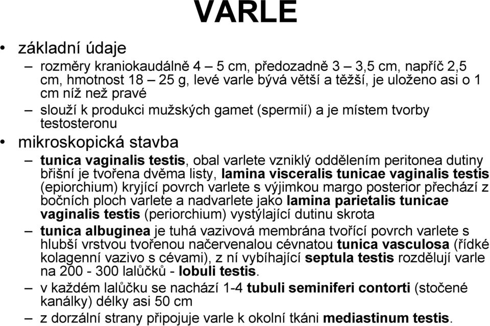 vaginalis testis (epiorchium) kryjící povrch varlete s výjimkou margo posterior přechází z bočních ploch varlete a nadvarlete jako lamina parietalis tunicae vaginalis testis (periorchium) vystýlající