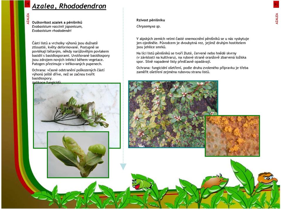 Uvolňované basidiospory jsou zdrojem nových infekcí během vegetace. Patogen přezimuje v infikovaných pupenech.