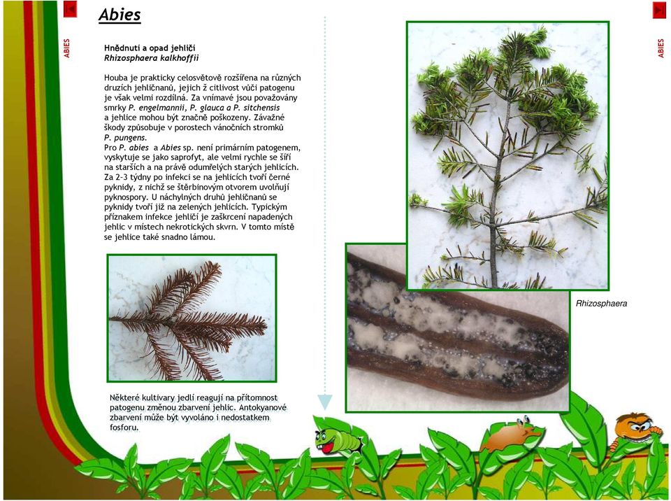 abies a Abies sp. není primárním patogenem, vyskytuje se jako saprofyt, ale velmi rychle se šíří na starších a na právě odumřelých starých jehlicích.