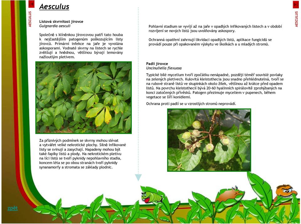 Pohlavní stadium se vyvíjí až na jaře v opadlých infikovaných listech a v období rozvíjení se nových listů jsou uvolňovány askospory.