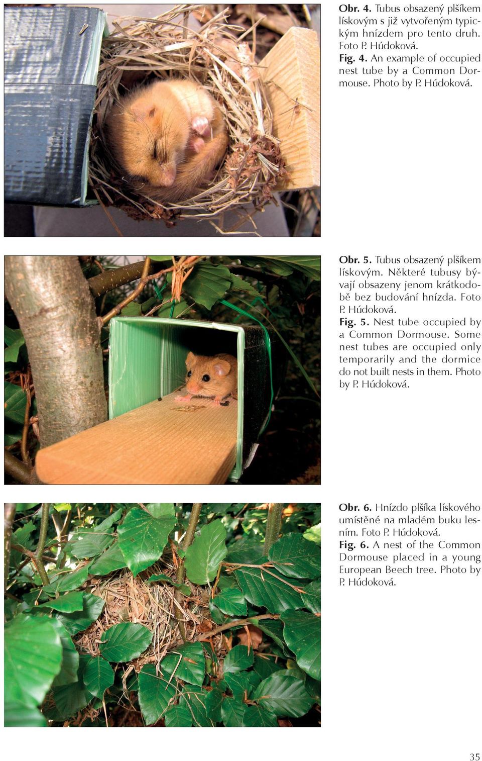Some nest tubes are occupied only temporarily and the dormice do not built nests in them. Photo by P. Húdoková. Obr. 6.