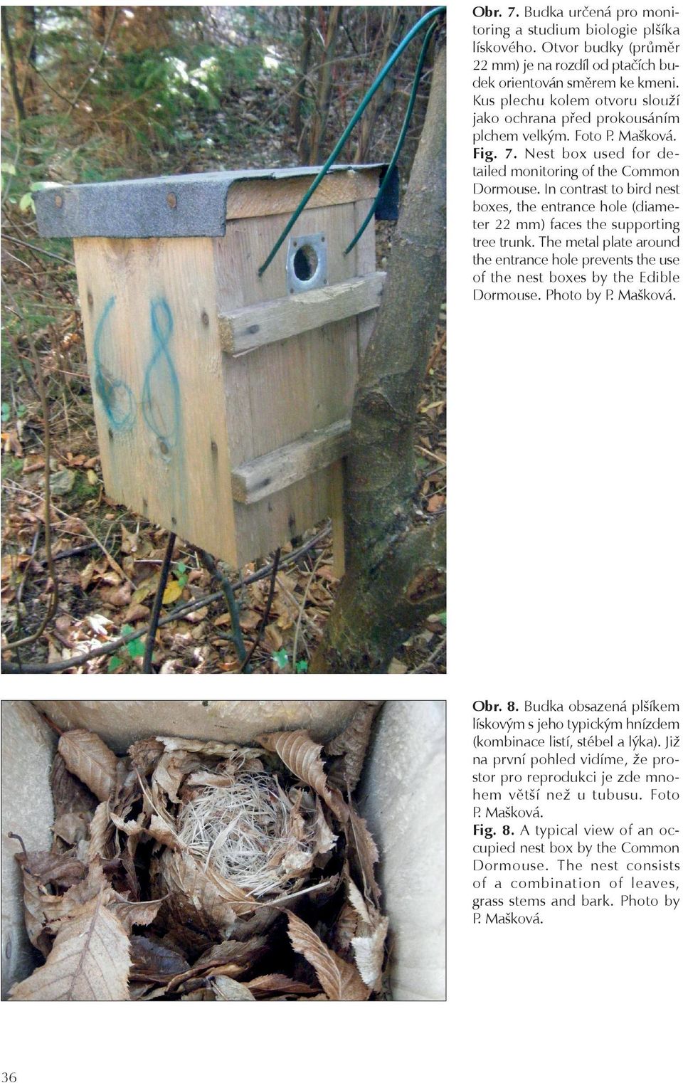 In contrast to bird nest boxes, the entrance hole (diameter 22 mm) faces the supporting tree trunk. The metal plate around the entrance hole prevents the use of the nest boxes by the Edible Dormouse.