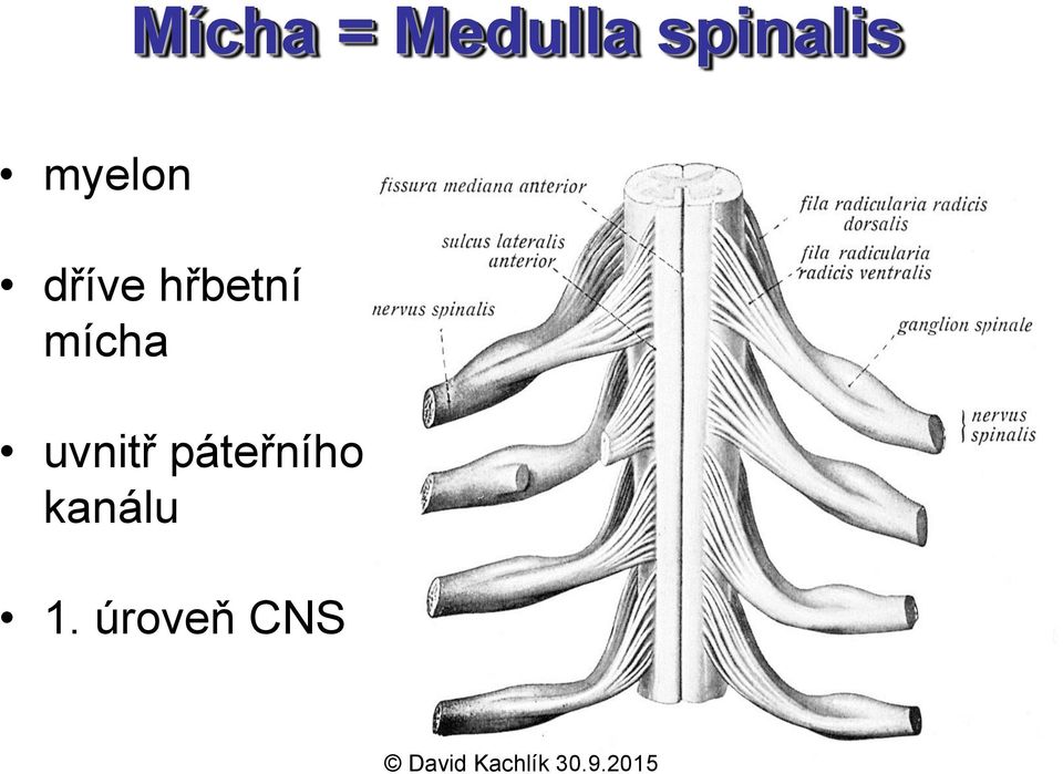 hřbetní mícha uvnitř