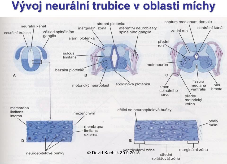 trubice v