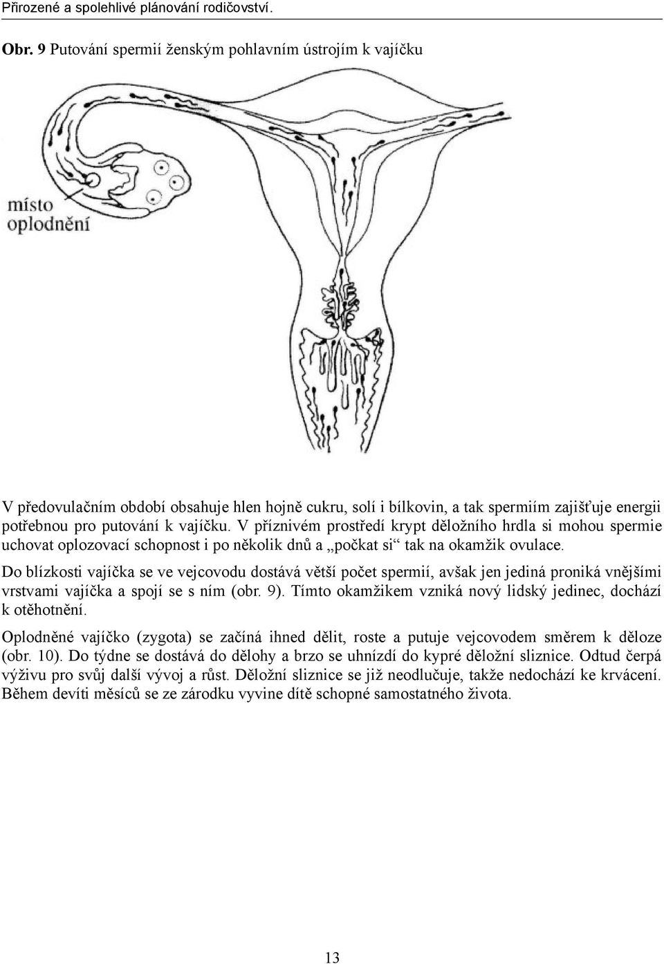 Do blízkosti vajíčka se ve vejcovodu dostává větší počet spermií, avšak jen jediná proniká vnějšími vrstvami vajíčka a spojí se s ním (obr. 9).