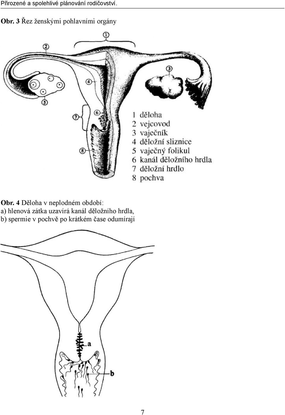 zátka uzavírá kanál děložního hrdla, b)