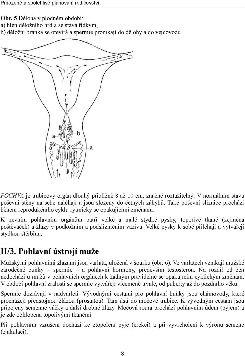 K zevním pohlavním orgánům patří velké a malé stydké pysky, topořivé tkáně (zejména poštěváček) a žlázy v podkožním a podslizničním vazivu. Velké pysky k sobě přiléhají a vytvářejí stydkou štěrbinu.