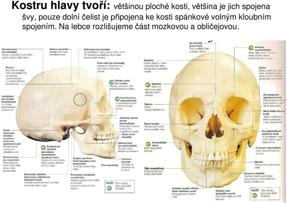 čelist je připojena ke kosti spánkové volným kloubním