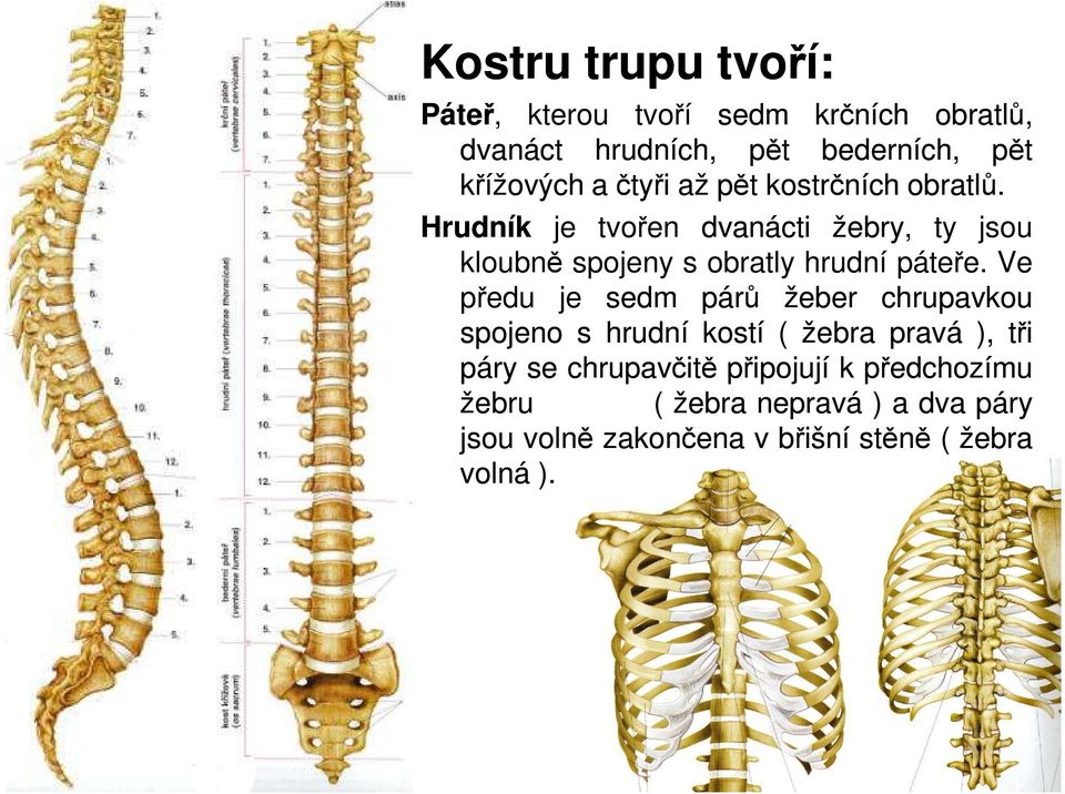 Hrudník je tvořen dvanácti žebry, ty jsou kloubně spojeny s obratly hrudní páteře.