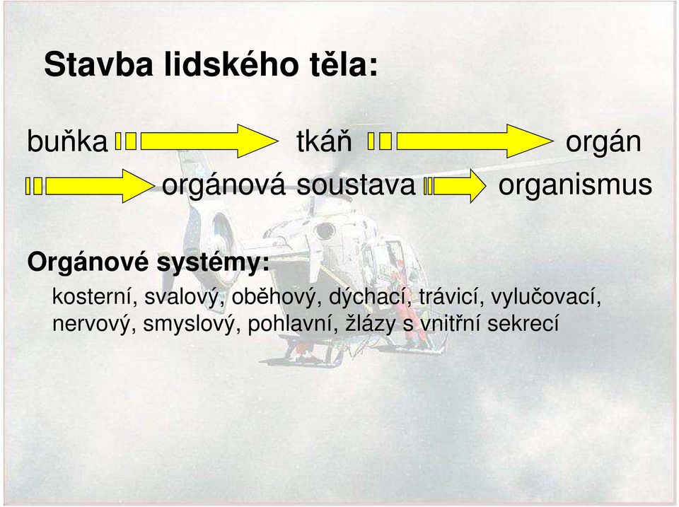 kosterní, svalový, oběhový, dýchací, trávicí,