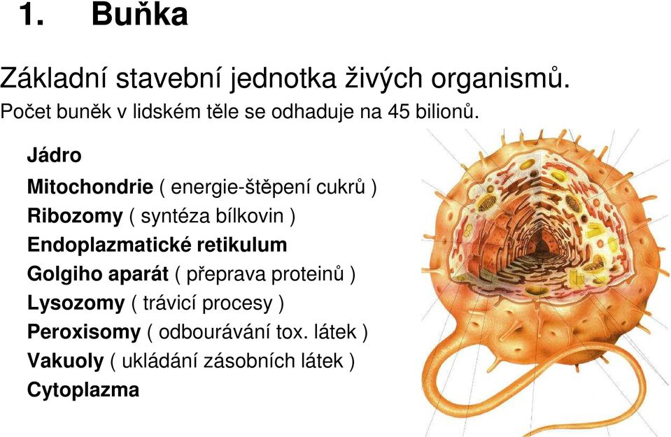 Jádro Mitochondrie ( energie-štěpení cukrů ) Ribozomy ( syntéza bílkovin )