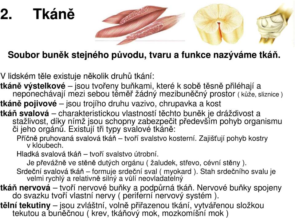 pojivové jsou trojího druhu vazivo, chrupavka a kost tkáň svalová charakteristickou vlastností těchto buněk je dráždivost a stažlivost, díky nímž jsou schopny zabezpečit především pohyb organismu či