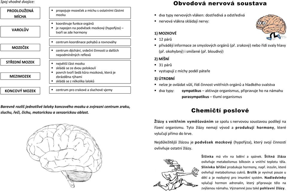 tvoří šedá kůra mozková, která je zbrázděna rýhami skládá se z několika laloků centrum pro zrakové a sluchové vjemy Obvodová nervová soustava dva typy nervových vláken: dostředivá a odstředivá