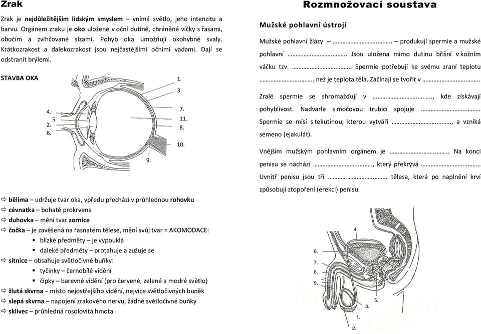 bělima udržuje tvar oka, vpředu přechází v průhlednou rohovku cévnatka bohatě prokrvena duhovka mění tvar zornice čočka je zavěšená na řasnatém tělese, mění svůj tvar = AKOMODACE: blízké předměty je