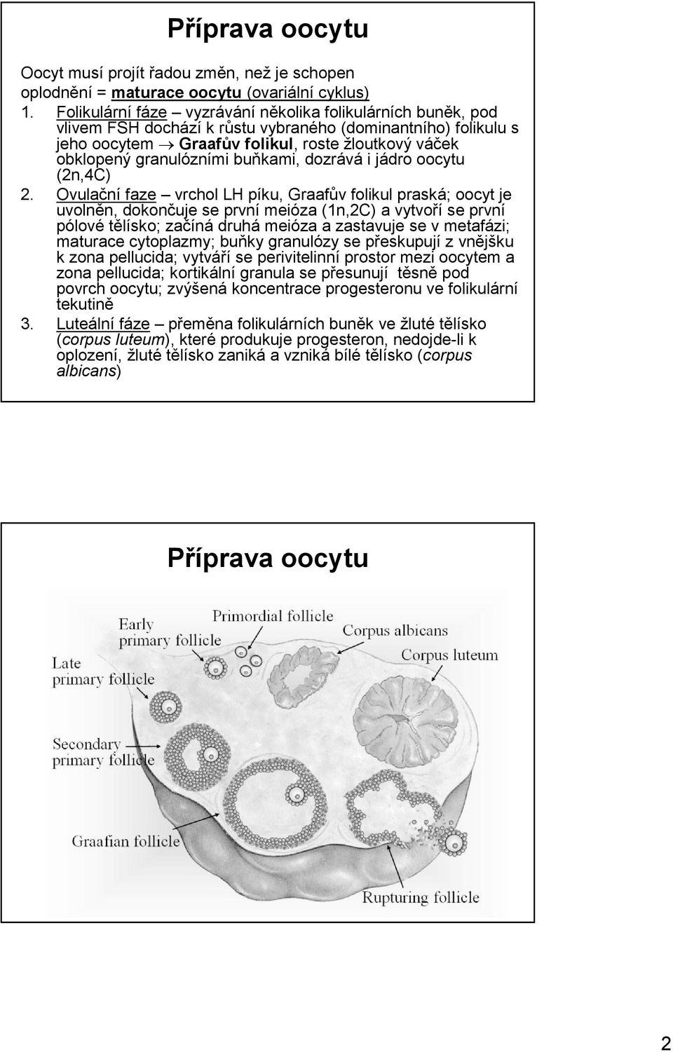 buňkami, dozrává i jádro oocytu (2n,4C) 2.