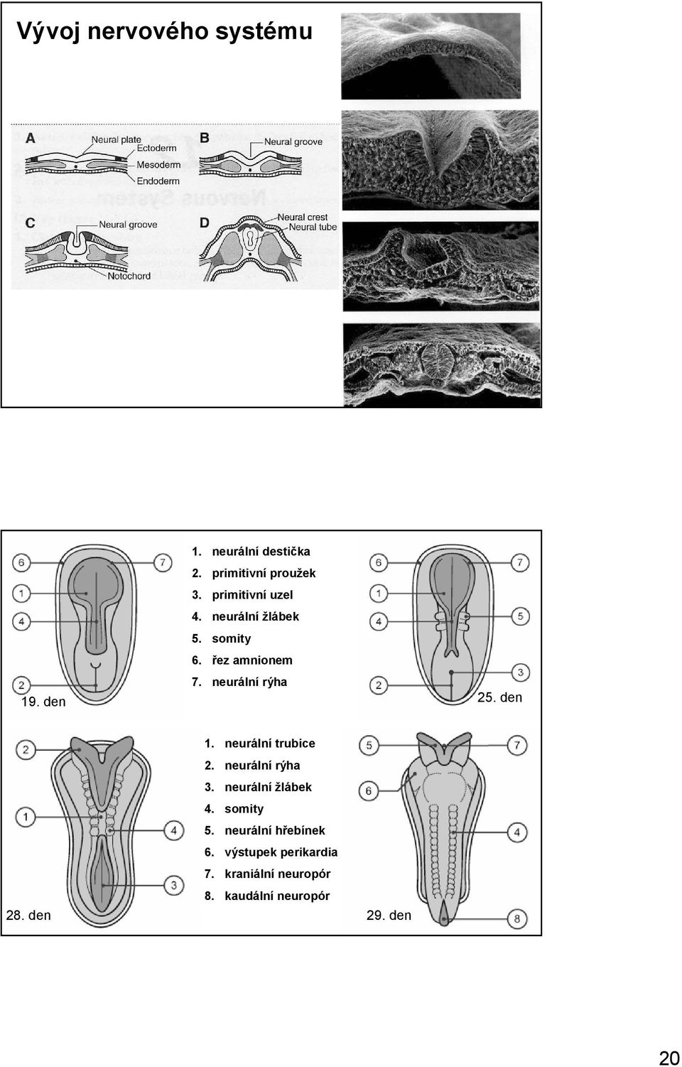 den 25. den 1. neurální trubice 2. neurální rýha 3. neurální žlábek 4. somity 5.
