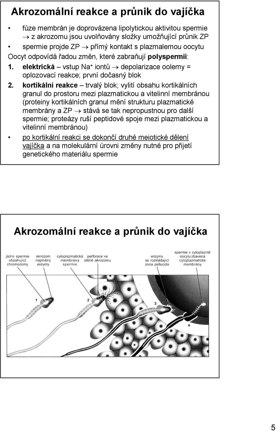 kortikální reakce trvalý blok; vylití obsahu kortikálních granul do prostoru mezi plazmatickou a vitelinní membránou (proteiny kortikálních granul mění strukturu plazmatické membrány a ZP stává se