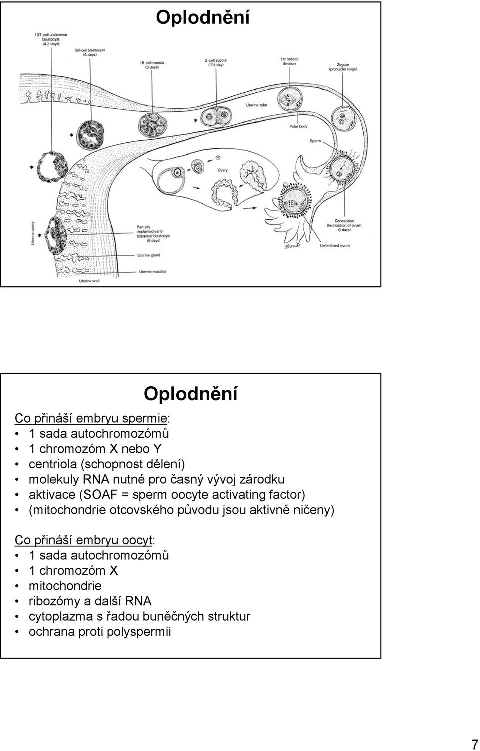 factor) (mitochondrie otcovského původu jsou aktivně ničeny) Co přináší embryu oocyt: 1 sada