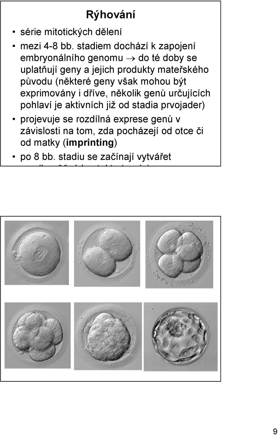 (některé geny však mohou být exprimovány i dříve, několik genů určujících pohlaví je aktivních již od stadia