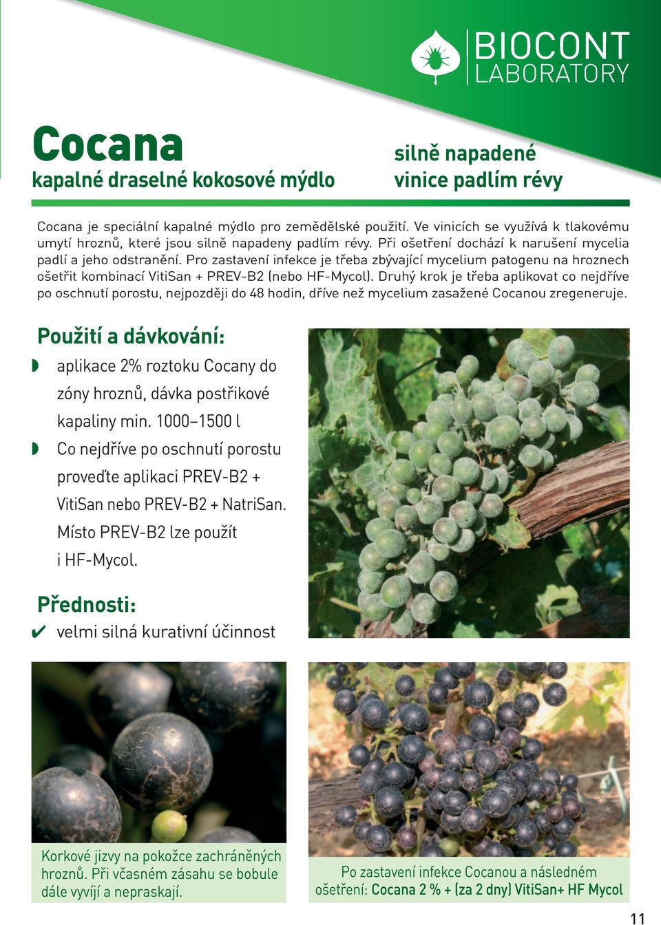 Pro zastavení infekce je třeba zbývající mycelium patogenu na hroznech ošetřit kombinací VitiSan + PREV-B2 (nebo HF-Mycol).