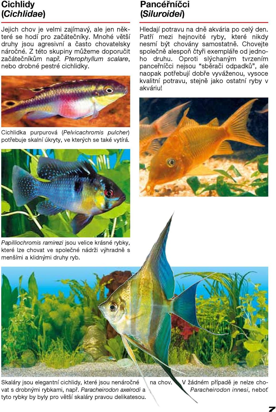 Patří mezi hejnovité ryby, které nikdy nesmí být chovány samostatně. Chovejte společně alespoň čtyři exempláře od jednoho druhu.