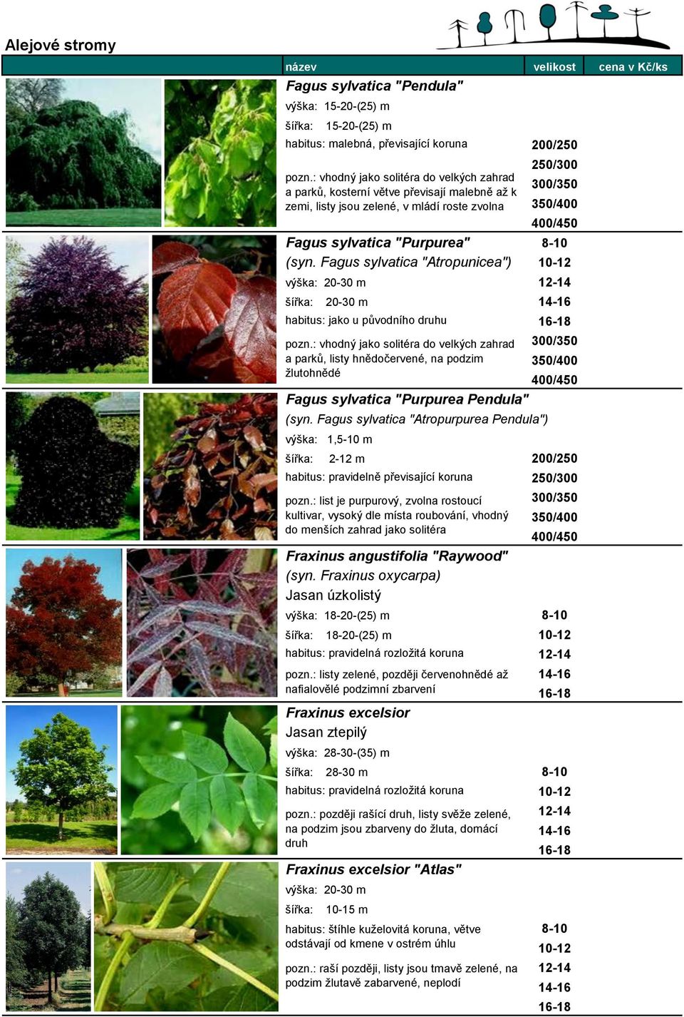 (syn. Fagus sylvatica "Atropunicea") výška: 20-30 m 20-30 m habitus: jako u původního druhu pozn.