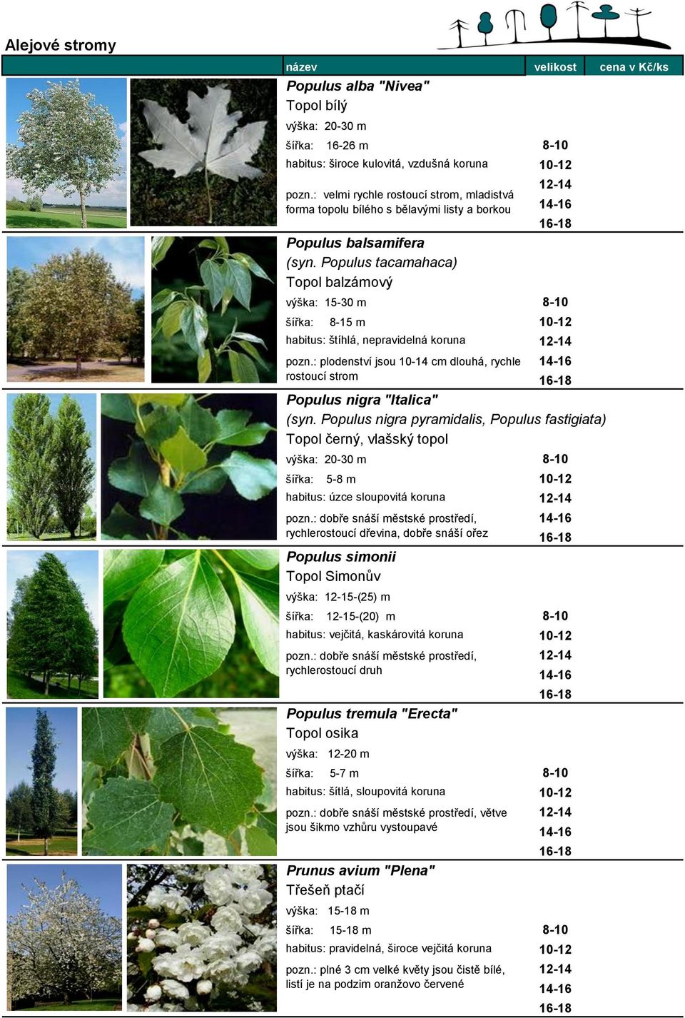 Populus tacamahaca) Topol balzámový výška: 15-30 m 8-10 8-15 m habitus: štíhlá, nepravidelná koruna pozn.: plodenství jsou 10-14 cm dlouhá, rychle rostoucí strom Populus nigra "Italica" (syn.