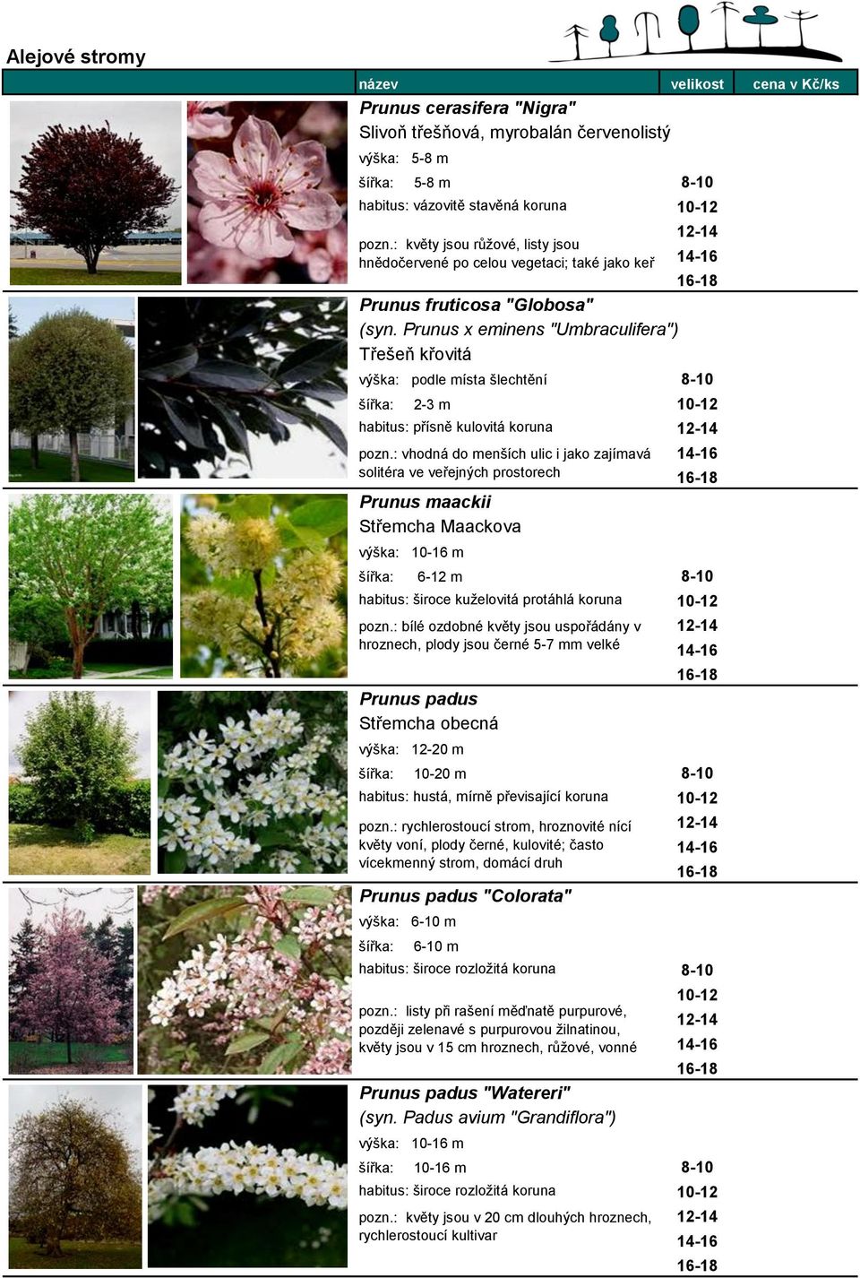 Prunus x eminens "Umbraculifera") Třešeň křovitá výška: podle místa šlechtění 8-10 2-3 m habitus: přísně kulovitá koruna pozn.