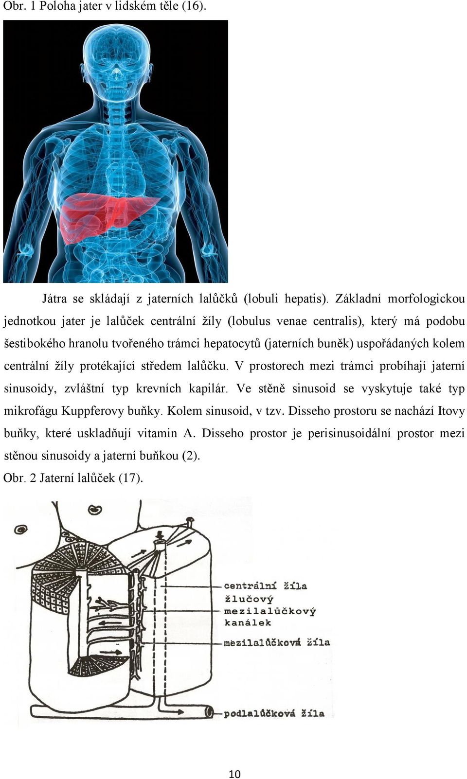 uspořádaných kolem centrální žíly protékající středem lalůčku. V prostorech mezi trámci probíhají jaterní sinusoidy, zvláštní typ krevních kapilár.