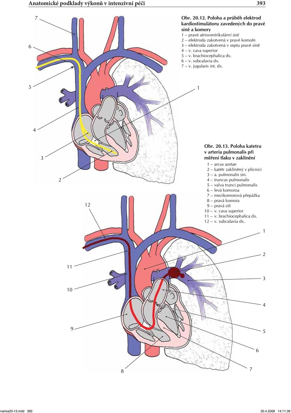 septu pravé síně v. cava superior v. brachiocephalica dx. 6 v. subcalavia dx. 7 v. jugularis int. dx. Obr. 0.