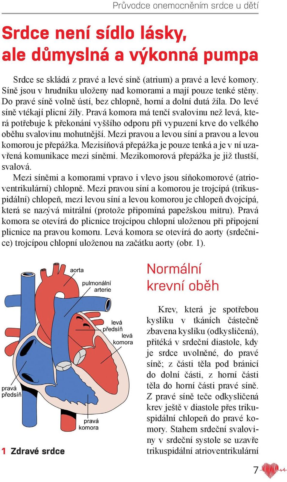 Pravá komora má tenčí svalovinu než levá, která potřebuje k překonání vyššího odporu při vypuzení krve do velkého oběhu svalovinu mohutnější.