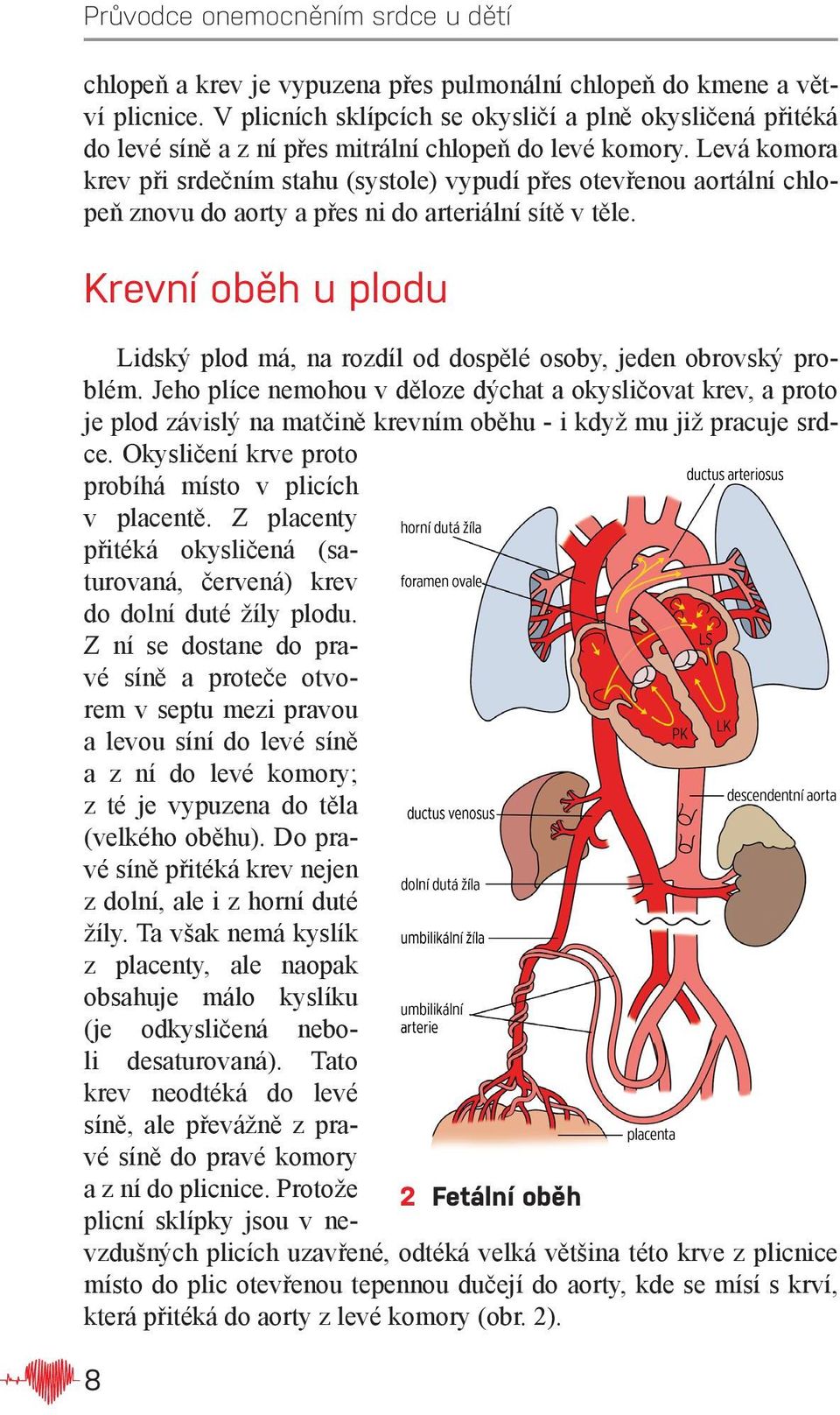 Krevní oběh u plodu Lidský plod má, na rozdíl od dospělé osoby, jeden obrovský problém.