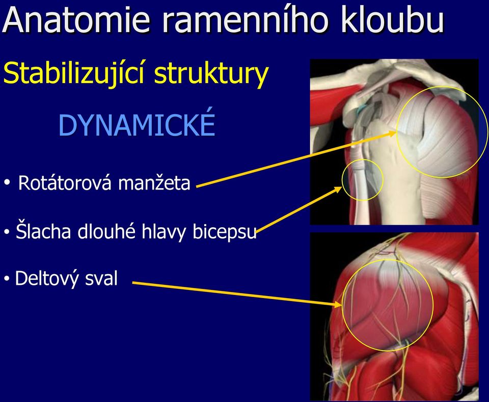 DYNAMICKÉ Rotátorová manžeta