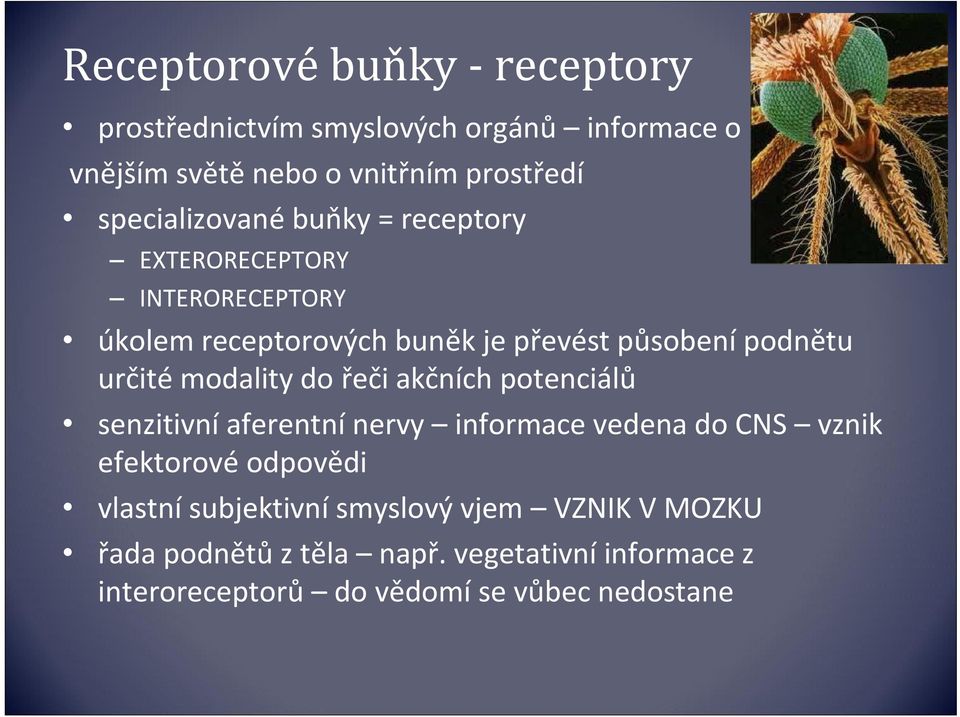 určité modality do řeči akčních potenciálů senzitivní aferentní nervy informace vedena do CNS vznik efektorové odpovědi