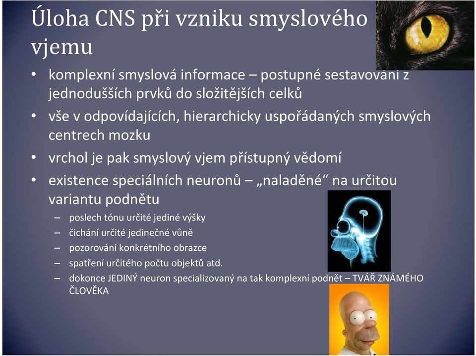 speciálních neuronů naladěné na určitou variantu podnětu poslech tónu určité jediné výšky čichání určité jedinečné vůně pozorování