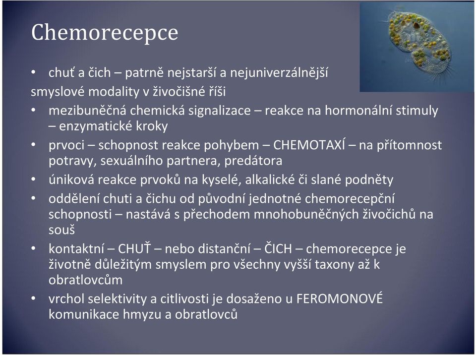 slané podněty oddělení chuti a čichu od původní jednotné chemorecepční schopnosti nastává s přechodem mnohobuněčných živočichů na souš kontaktní CHUŤ nebo distanční