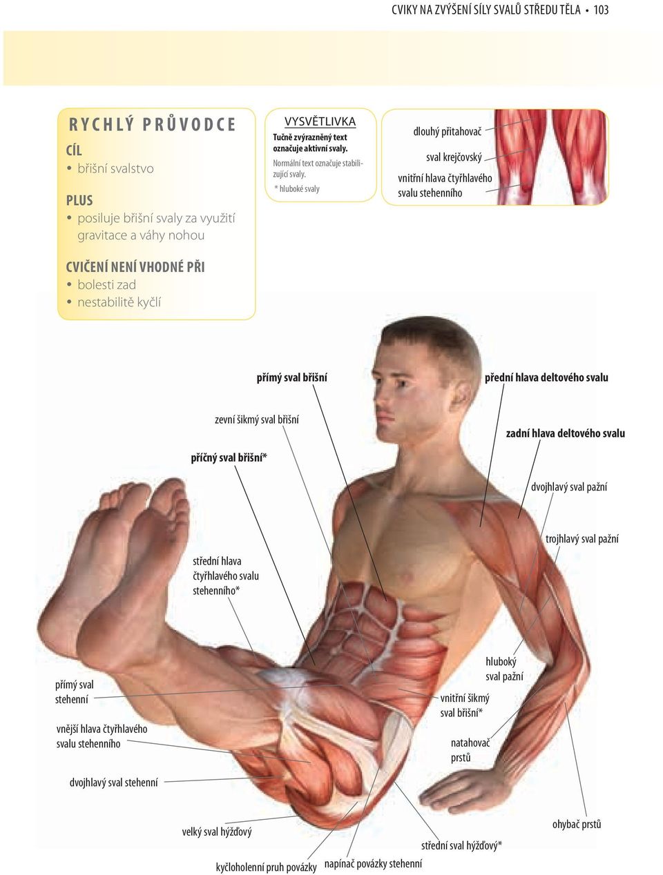 * hluboké svaly dlouhý přitahovač sval krejčovský vnitřní hlava čtyřhlavého přímý sval břišní přední hlava deltového svalu zevní šikmý sval břišní zadní hlava deltového svalu příčný sval břišní*
