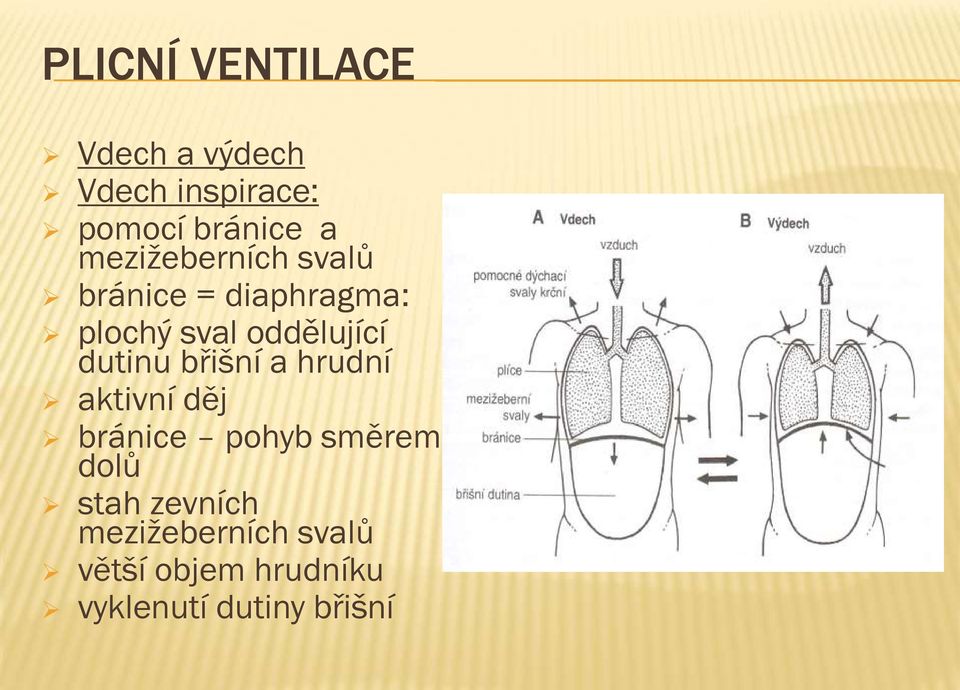 dutinu břišní a hrudní aktivní děj bránice pohyb směrem dolů stah