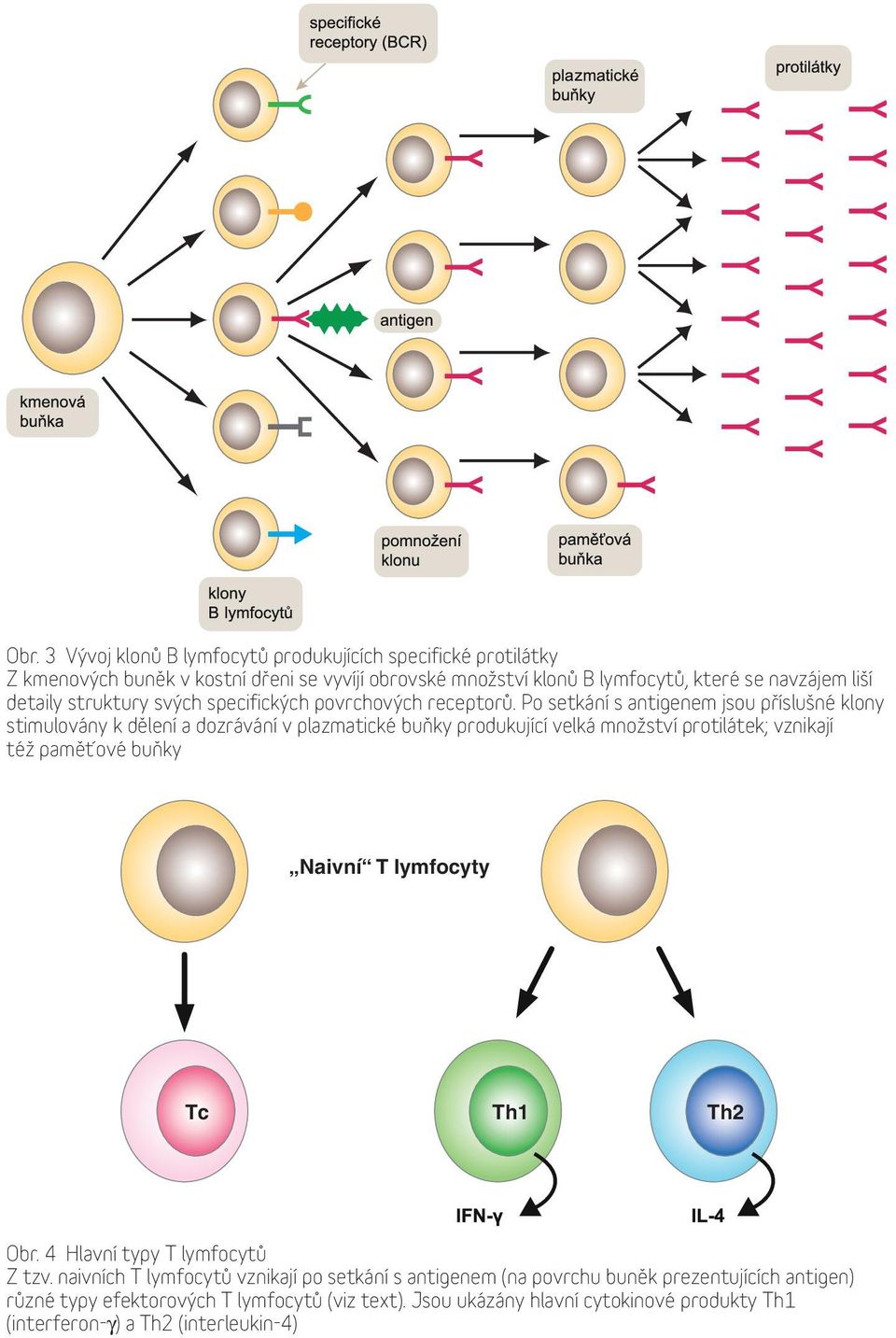 Po setkání s antigenem jsou příslušné klony stimulovány k dělení a dozrávání v plazmatické buňky produkující velká množství protilátek; vznikají též paměťové buňky Naivní