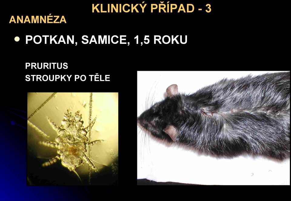 SAMICE, 1,5 ROKU