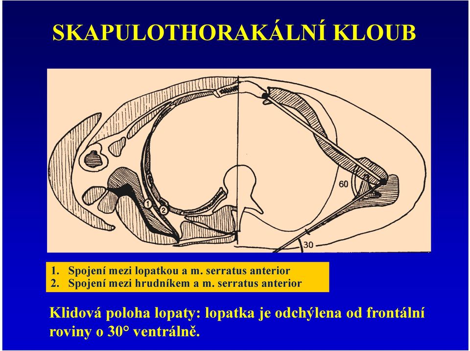 Spojení mezi hrudníkem a m.