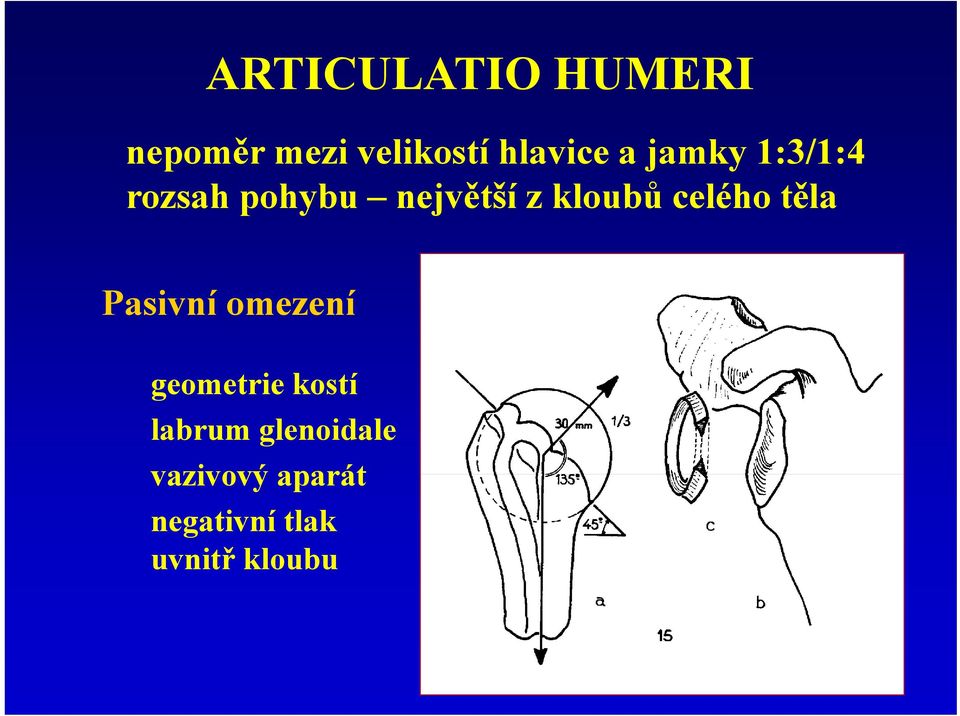 celého těla Pasivní omezení geometrie kostí labrum