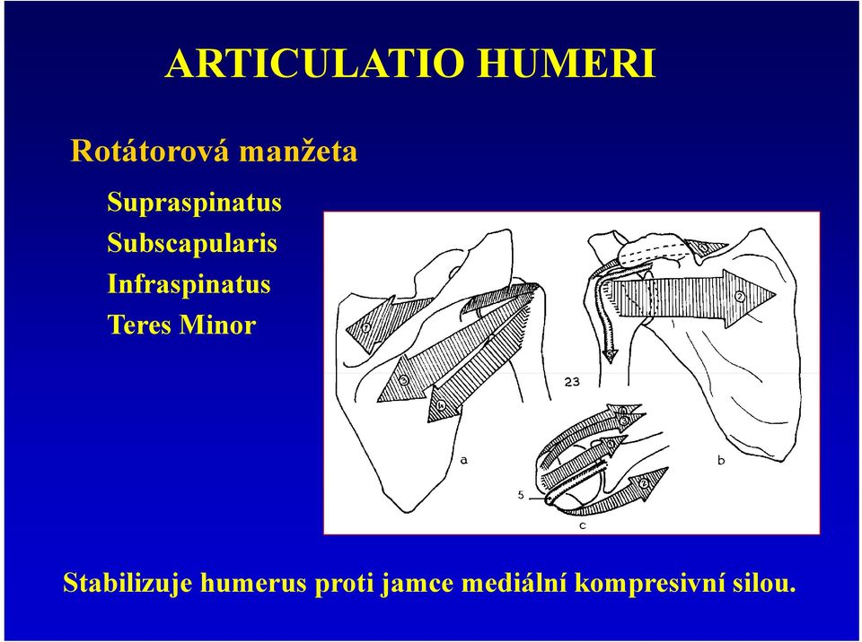 Infraspinatus Teres Minor Stabilizuje