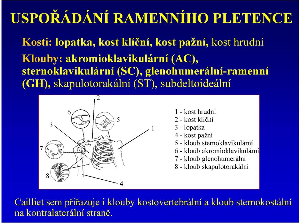 glenohumerální-ramenní (GH), skapulotorakální (ST), subdeltoideální Cailliet