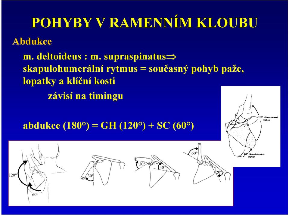 supraspinatus skapulohumerální rytmus =