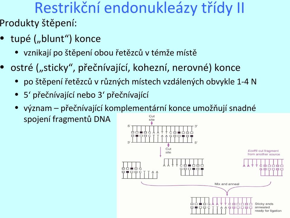 konce po štěpení řetězců v různých místech vzdálených obvykle 1-4 N 5 přečnívající