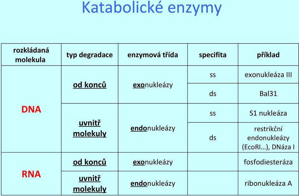 nukleáza ds restrikční endonukleázy (EcoRI ), DNáza I uvnitř molekuly