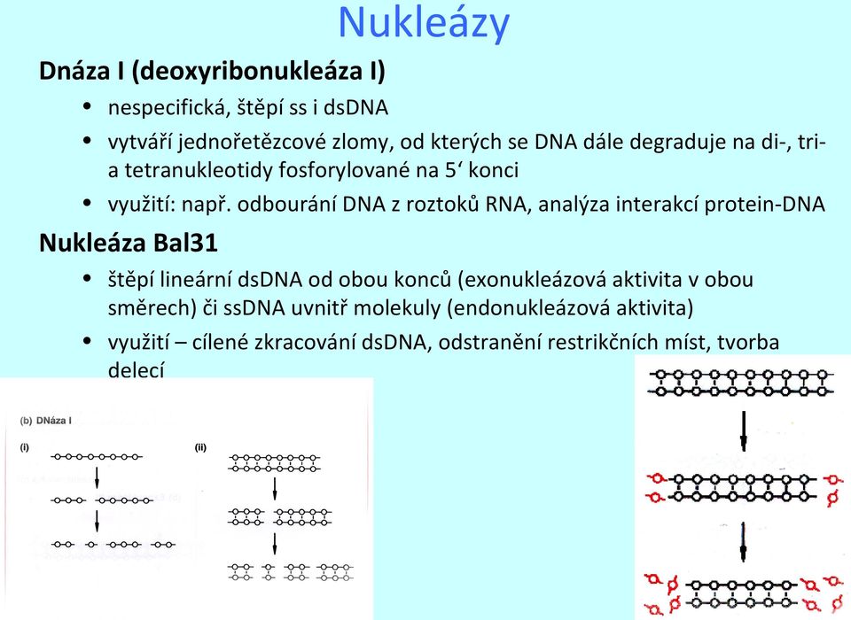odbourání DNA z roztoků RNA, analýza interakcí protein-dna Nukleáza Bal31 štěpí lineární dsdna od obou konců